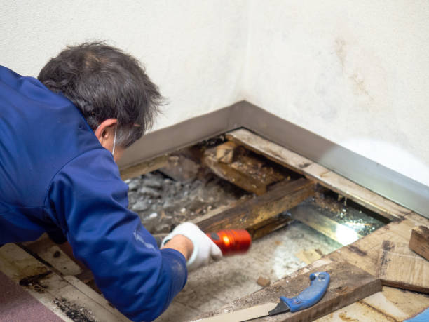 Best Water Damage Restoration  in Big Sky, MT