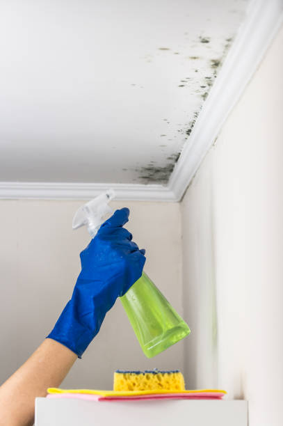 Certified Mold Removal in Big Sky, MT