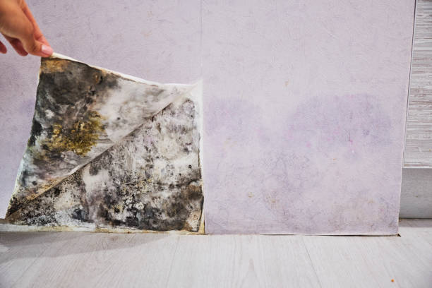Best Office Mold Removal Services  in Big Sky, MT